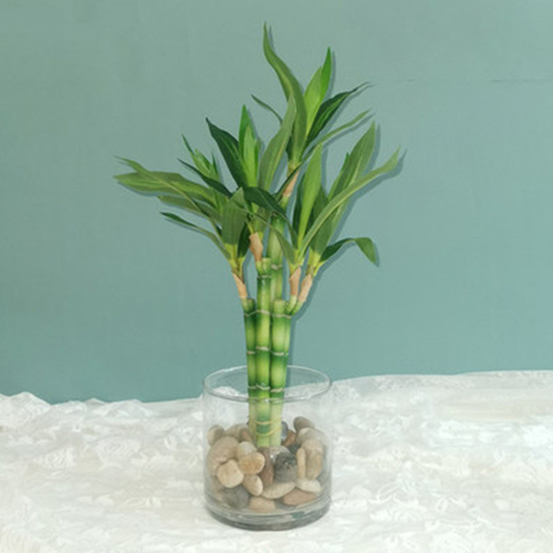 Nueva Planta Artificial de Bam - Echeveria Succulent reseña y precio