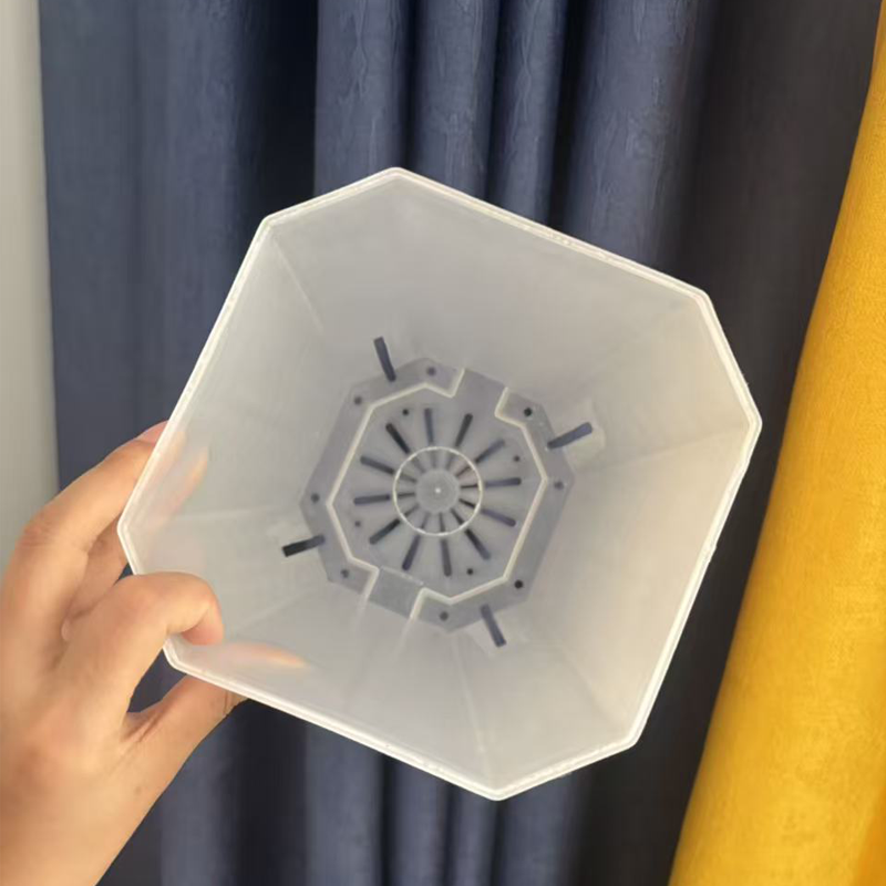 Maceta transparente de 15cm pa - Echeveria Succulent reseña y precio